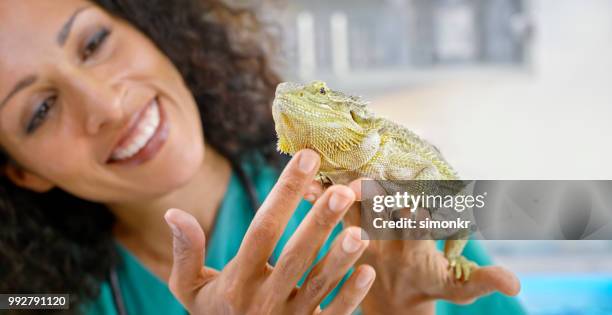 weibliche tierarzt hält lächelnd bärtigen drachen in der hand und streicheln es - exotisches haustier stock-fotos und bilder