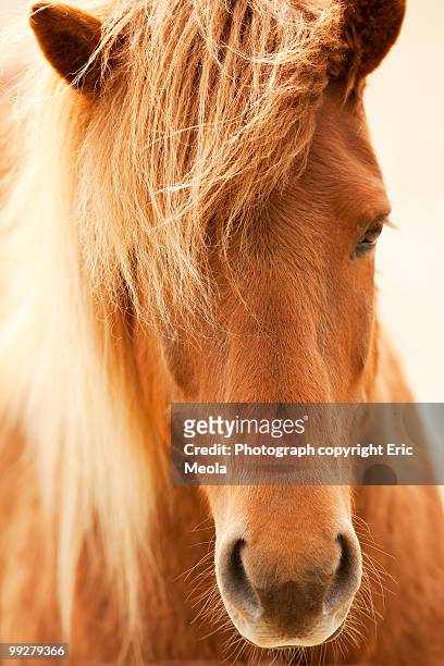 wild palamino horse, iceland - pdcsm1 do not delete stock-fotos und bilder