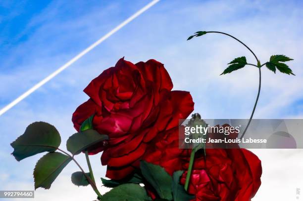 ciel bleu & rose rouge - blue sky & red rose - ciel fotografías e imágenes de stock