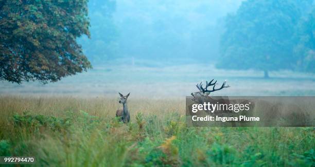 don't ignore me - male kudu stock pictures, royalty-free photos & images