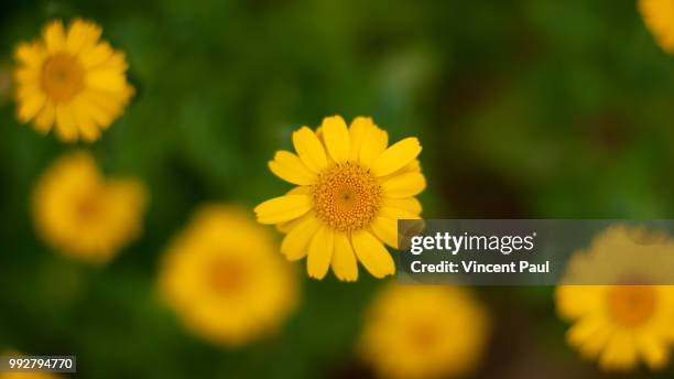 botanical garden i - ooty - ooty stock pictures, royalty-free photos & images