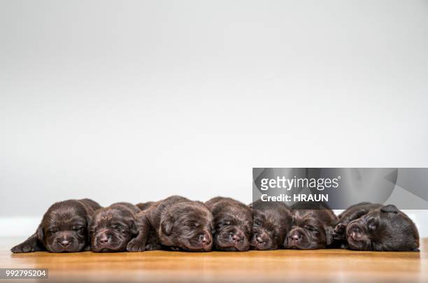 labrador puppies laying against white background. - dogs in a row stock pictures, royalty-free photos & images