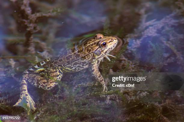Chillin Images Chillin High-Res Stock Photo - Getty Images