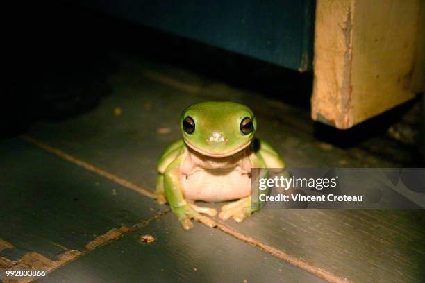 img_3599.jpg - rainette verte photos et images de collection