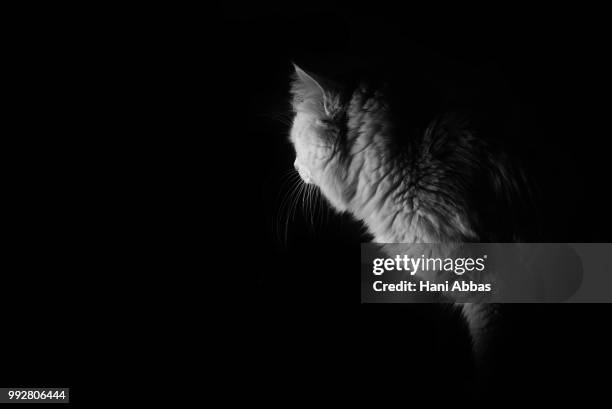 Low Key Cat Example 2,491 Low Key Stock Photos, High-Res Pictures, and Images - Getty Images
