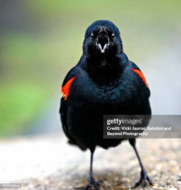 Red Bird That Raps 367 Red Angry Bird Stock Photos, High-Res Pictures, and Images - Getty ...