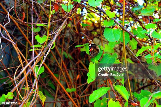 nature paris - arbre vie stock pictures, royalty-free photos & images