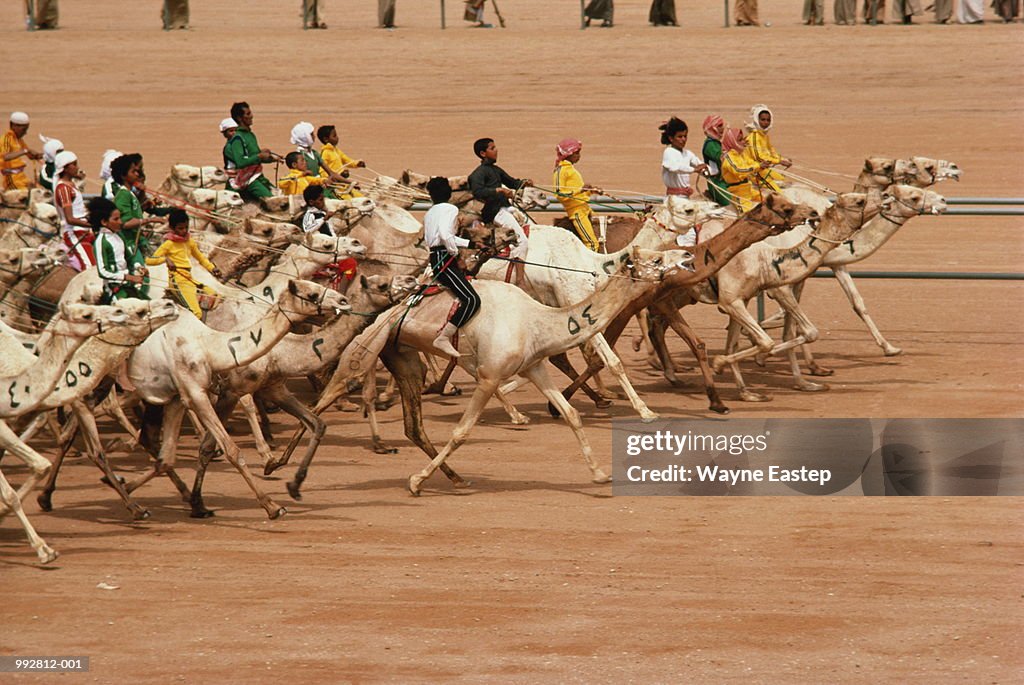 Saudi Arabia Jinadriyah Kings Camel Race High-Res Stock Photo - Getty Images