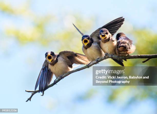 close up of barn swallow chicks looking for food - gespreizte flügel stock-fotos und bilder
