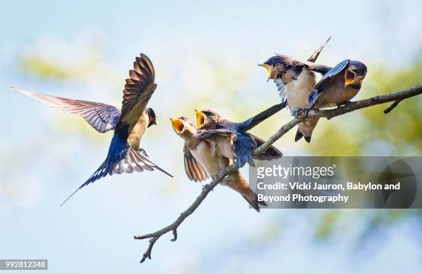 barn swallow chicks being fed at bayard cutting arboretum on long island - feeding frenzy stock pictures, royalty-free photos & images