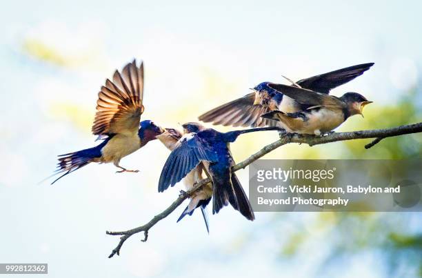 barn swallow parent feeding one of his young - feeding frenzy stock pictures, royalty-free photos & images