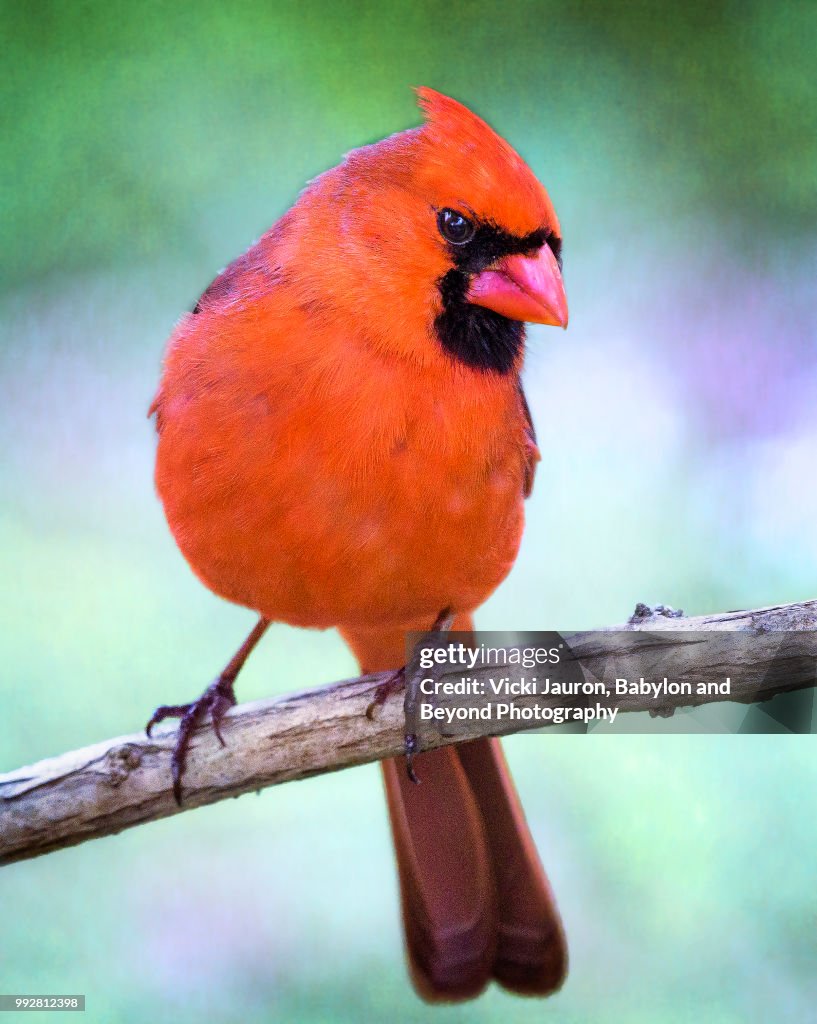 Cardinal Look In Up Adorable Close Up Of Northern Cardinal Looking At Camera High-Res Stock ...