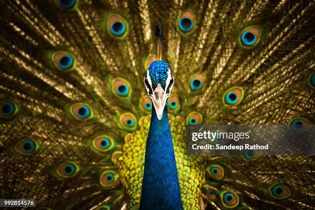 peacock - peacock stock pictures, royalty-free photos & images