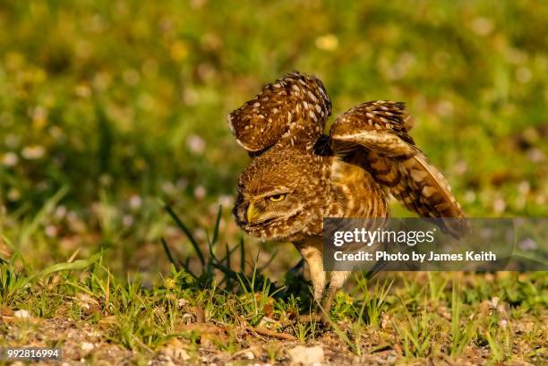 a burrowing owl stalks a small insect it has spotted near its burrow. - spotted owl stock pictures, royalty-free photos & images