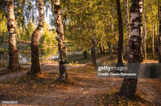 golden autumn - romanov stock pictures, royalty-free photos & images