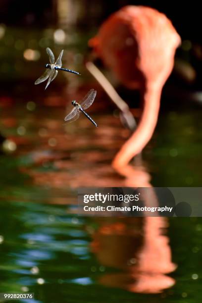 dragonfly dogfight, denver zoo - denver zoo stock pictures, royalty-free photos & images