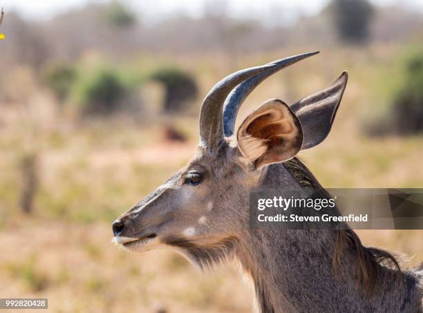 kudu in botswana - male kudu stock pictures, royalty-free photos & images