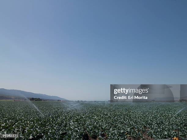 vegetable field and irrigation - soledad 個照片及圖片檔