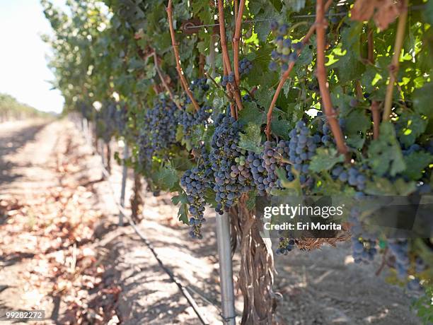 grapes on the vine - soledad stock pictures, royalty-free photos & images