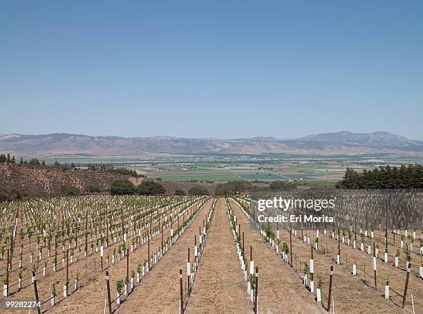 young grape vines in vineyard - soledad stock pictures, royalty-free photos & images