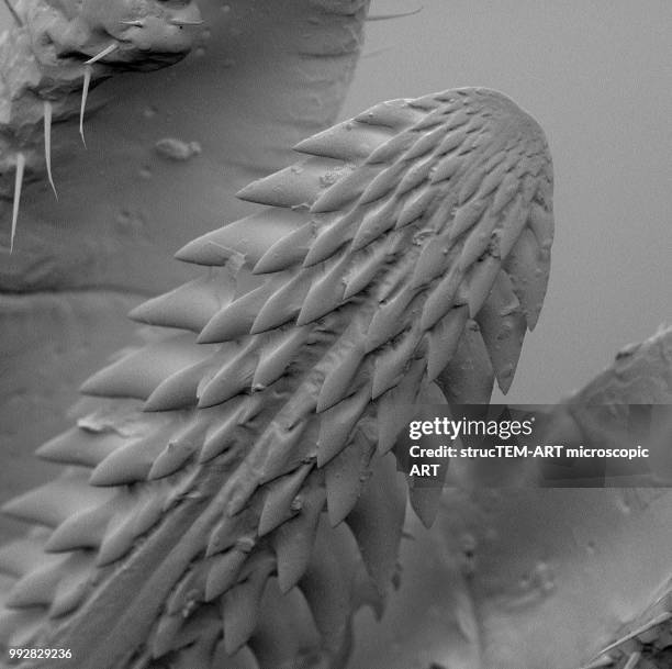 tick hypostome: scanning electron microscope - hypostome fotografías e imágenes de stock