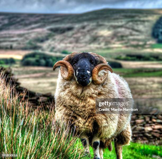 Angzar 17 Anglezarke Stock Photos, High-Res Pictures, and Images - Getty Images