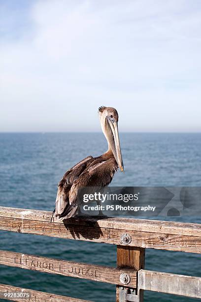 pelican on a pier - oceanside pier stock pictures, royalty-free photos & images