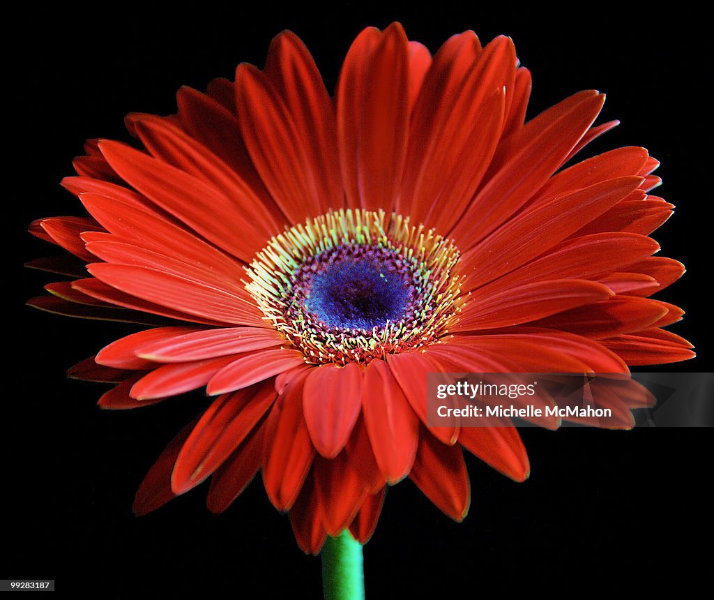 Red gerbera