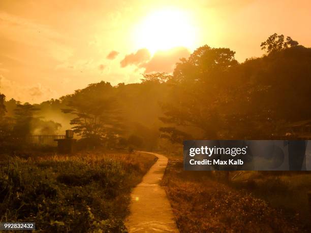 jungle sidewalk - kalb stock pictures, royalty-free photos & images