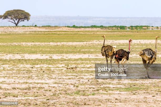 ostriches at wild with acacia tree in desert - 1001slide stock pictures, royalty-free photos & images