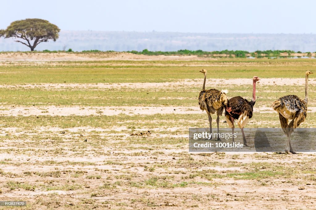 Avestruzes no selvagem com árvore acácia no deserto