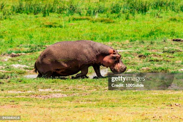 hippo grazing at wild - 1001slide stock pictures, royalty-free photos & images