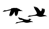 Set of three silhouettes of flying swans - vector, isolated on white background