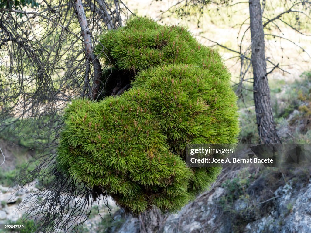 Close-Up Of branch Pine Tree in spring, (deformity).