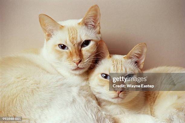 two siamese cats against white background, close-up - siamese cat stock pictures, royalty-free photos & images