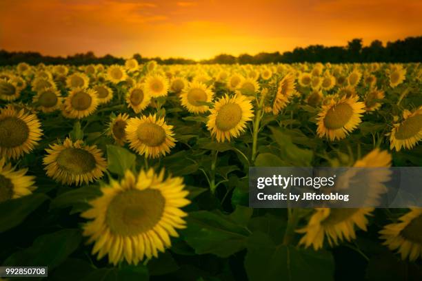 campo di girasoli al tramonto - girasoli stock-fotos und bilder