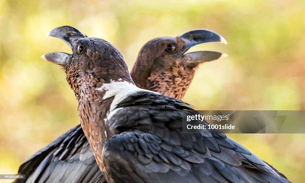 White naped raven