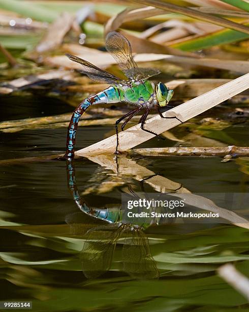 ovipositing dragonfly - anax imperator stockfoto's en -beelden