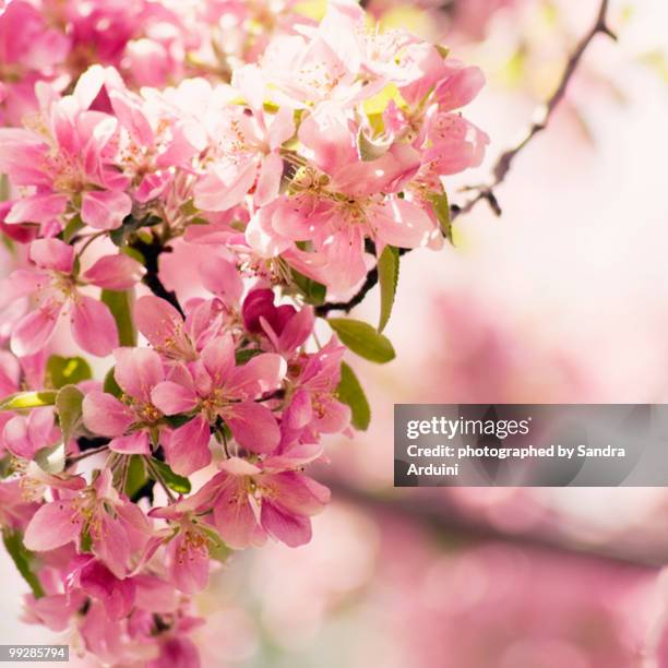 Pink Spring Blossoms