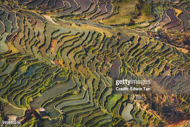 yuanyang rice terrace , yunnan china - yuanyang stock pictures, royalty-free photos & images