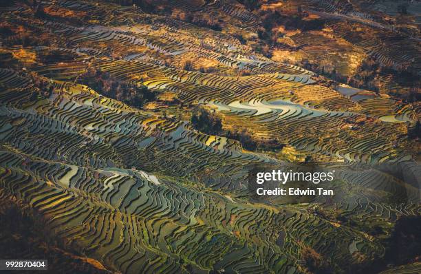 terrazza di riso yuanyang, cina dello yunnan - yuanyang foto e immagini stock