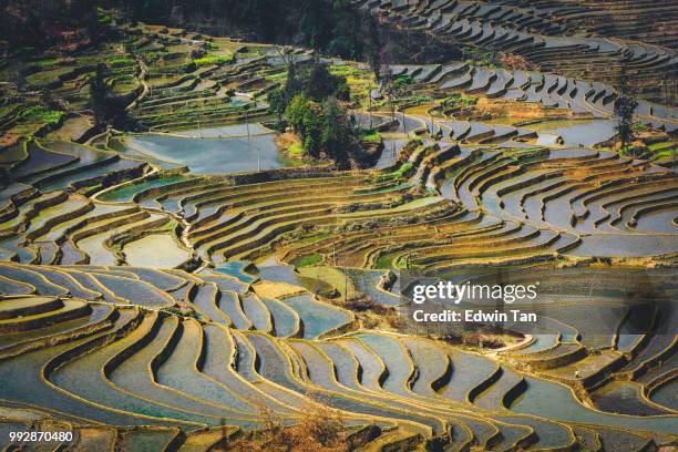 yuanyang rijstvelden, china yunnan - yuanyang stockfoto's en -beelden