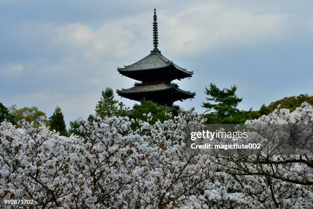 spring at ninna-ji temple, kyoto - five story pagoda stock pictures, royalty-free photos & images