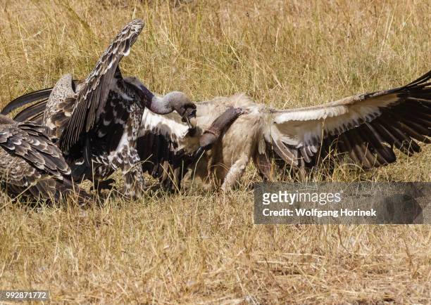 vulture - watch my kung fu - cape vulture stock pictures, royalty-free photos & images