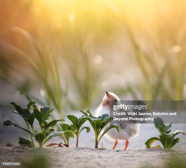 tiny common tern chick looking up at nickerson beach, long island, ny - long beach island stockfoto's en -beelden