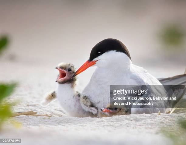 precious common tern mother with two chicks at nickerson beach - tern stock pictures, royalty-free photos & images