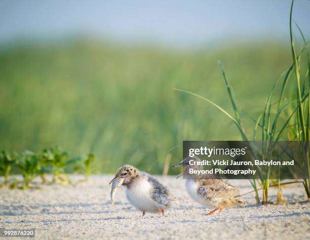 tern chicks competing for a large fish at nickerson beach - アジサシ ストックフォトと画像