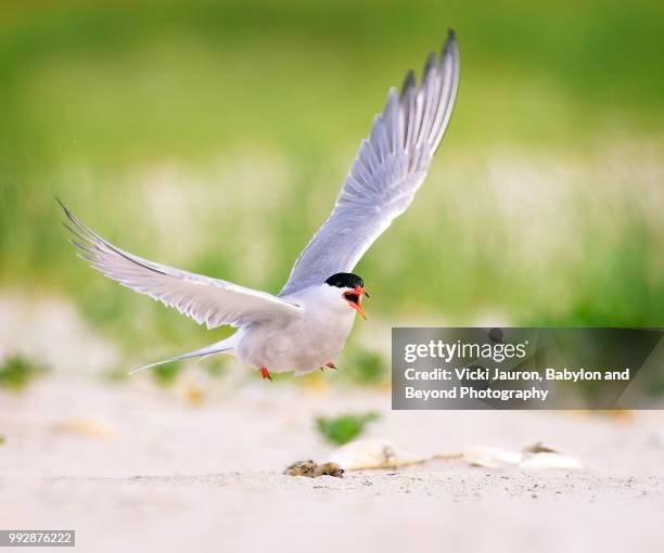 common tern in flight to protect her chick at nickerson beach - アジサシ ストックフォトと画像