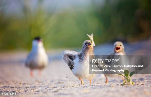 common tern chick trying to eat a fish while sibling watches - アジサシ ストックフォトと画像