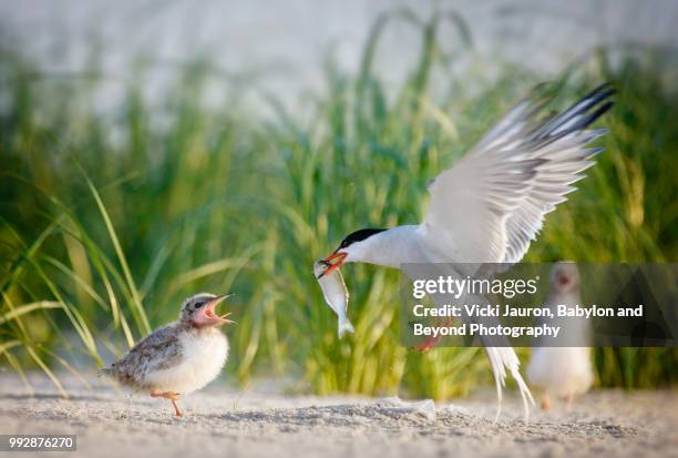 common tern parent flying in with fish for hungry chick - アジサシ ストックフォトと画像